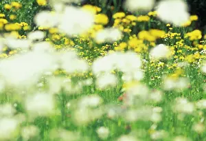 Leucanthemum: Daisy