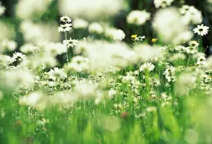 Leucanthemum: Daisy