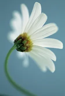 Leucanthemum: Daisy