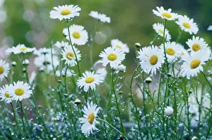 Leucanthemum: Daisy