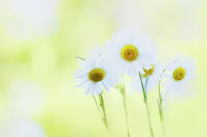 Leucanthemum: Daisy