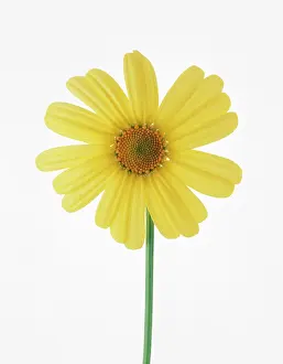 Leucanthemum: Daisy
