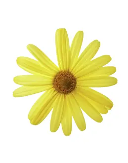 Leucanthemum: Daisy