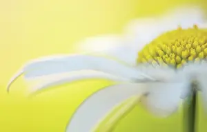 Leucanthemum: Daisy