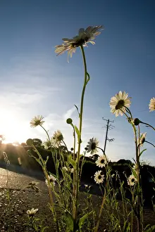 Leadership: Daisy