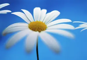 Leucanthemum: Daisy