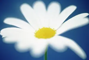 Leucanthemum: Daisy