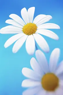 Leucanthemum: Daisy