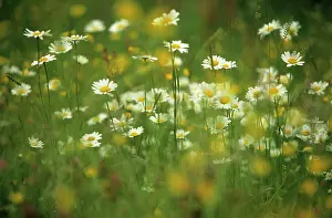 Leucanthemum: Daisy