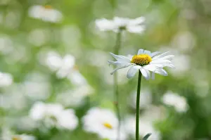 Leucanthemum: Daisy, Ox-eye daisy, Leucanthemum vulgare, single stem in fo