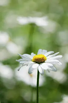 Leucanthemum: Daisy, Ox-eye daisy, Leucanthemum vulgare, single stem in fo