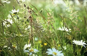 Leucanthemum: Daisy