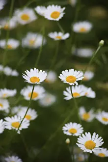 Leucanthemum: Daisy, Ox-eye daisy, Leucanthemum vulgarem, Abundance