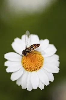 Leucanthemum: Daisy, Ox-eye daisy, Leucanthemum vulgarem, Wild
