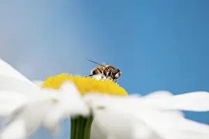 Daisy: Daisy, Ox-eye daisy, Leucanthemum x superbum Alaska