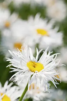 Leucanthemum: Daisy, Ox-eye daisy, Leucanthemum x superbum Phyllis