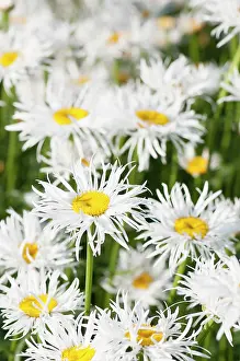 Leucanthemum: Daisy, Ox-eye daisy, Leucanthemum x superbum Phyllis