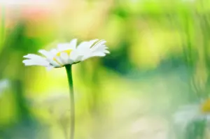 Leucanthemum: Daisy