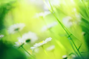 Leucanthemum: Daisy