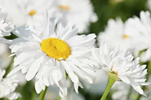 Leucanthemum: Daisy, Ox-eye daisy, Leucanthemum x superbum Snowdrift