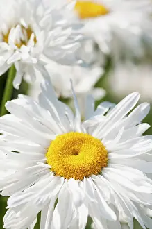 Leucanthemum: Daisy, Ox-eye daisy, Leucanthemum x superbum Snowdrift