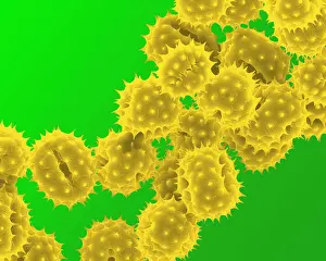Granule: Daisy Pollen