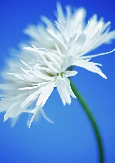 Shasta: Daisy