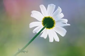 Leucanthemum: Daisy