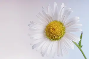 Leucanthemum: Daisy