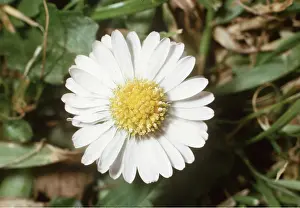 Weeds: DAISY - single flower