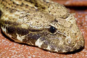 Antarcticus: Dajarra death adder