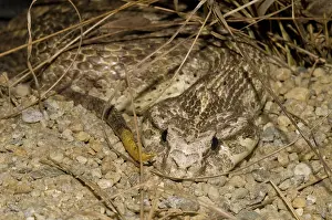 Antarcticus: Dajarra death adder
