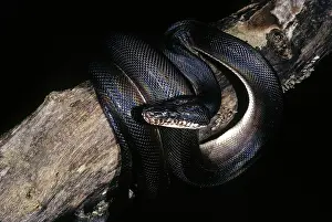 Monotypic: D'Albertis Python