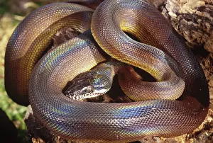 Pythons: D'Albert's python
