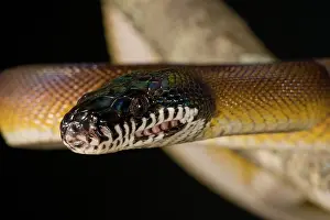 Python: D'Alberts Python, Liasis albertisi, Native