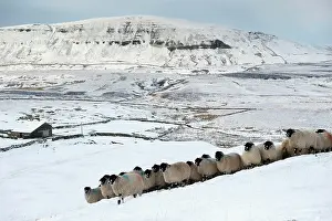 Midlands: Dalesbred Sheep, Dalesbred Sheep, purebred, domestic