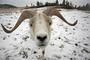 Pictures: Dall Sheep, Dall's Sheep (Ovis dalli), male, ram