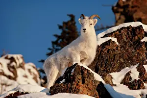 Dalli: A Dall sheep (Ovis dalli), Alaska
