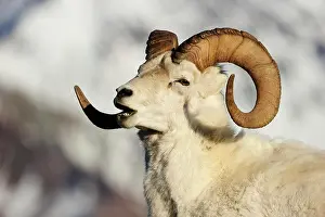 Dalli: Dall Sheep (Ovis dalli dalli), portrait, Denali
