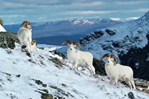 Dalli: Dall sheep (Ovis dalli) group in snowy landscape