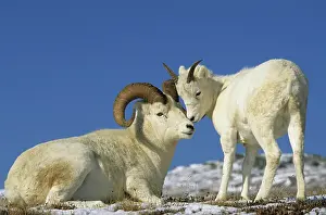 Ruminants: Dall Sheep (Ovis dalli), male with immature standing