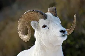Dalli: Dall sheep (Ovis dalli) portrait in snowy landscape