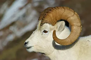 Dalli: Dall sheep (Ovis dalli) portrait in snowy landscape