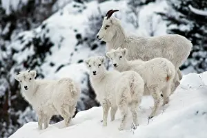 Dalli: Dall sheep (Ovis dalli) with three young, Alaska