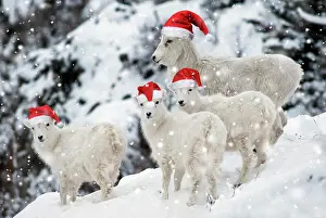 Ovis: Dall sheep (Ovis dalli) with three young, Alaska