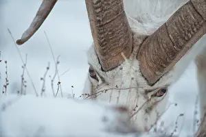 Rams: Dall Sheep ram feeding on grass on sheep mountain