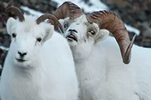 Rituals: Dall Sheep ram looking to breed with a ewe on sheep