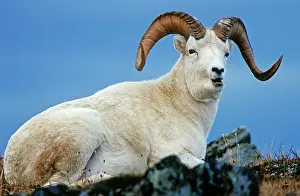 Dalli: Dall Sheep ram (Ovis dalli), Denali N.P. Alaska