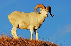 Dalli: Dall Sheep ram (Ovis dalli), Denali N.P. Alaskaa