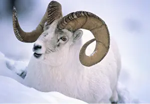 Spirals: Dall Sheep - Ram in snow, close-up of head in snow